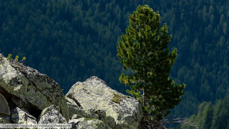 Die Königin der Alpen – unser wertvolles Zirbenholz